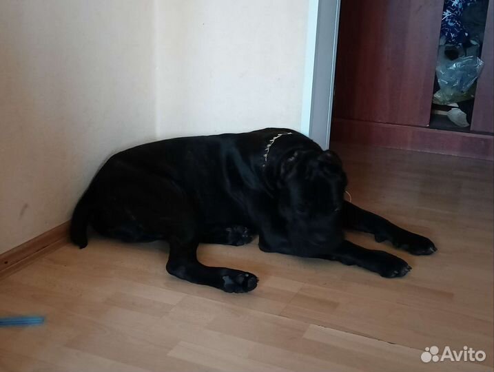 Кобель вязка кане Корсо