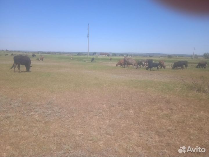 Коровы, бычки, телята, тёлки