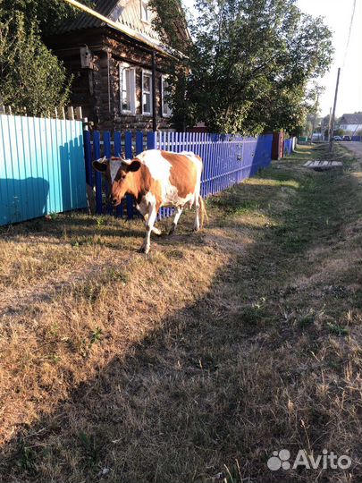 Корова дойная