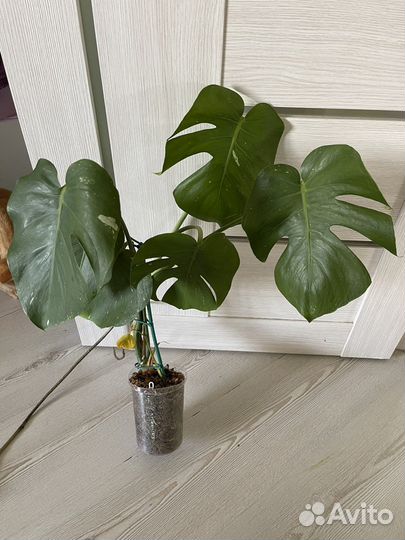 Монстера тайское созвездие