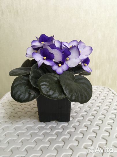 Сортовые фиалки