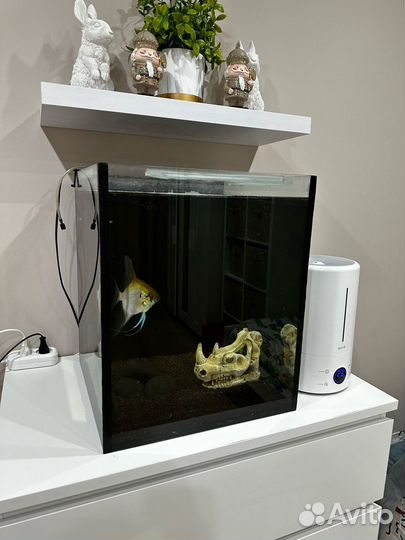 Рыба скалярия большая