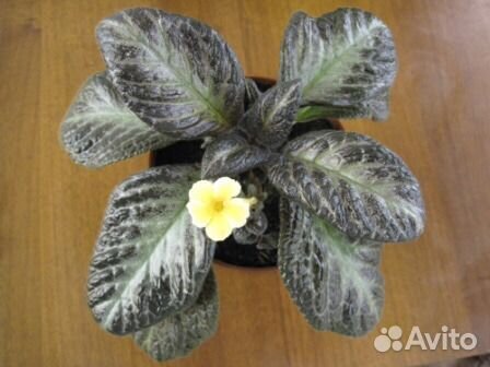 Эписции в Нижнем Новгороде