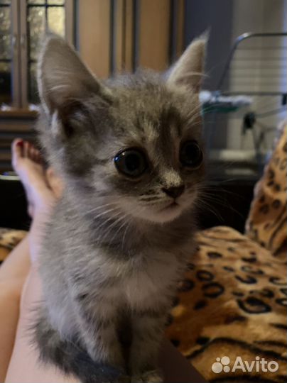 Кошки в добрые руки