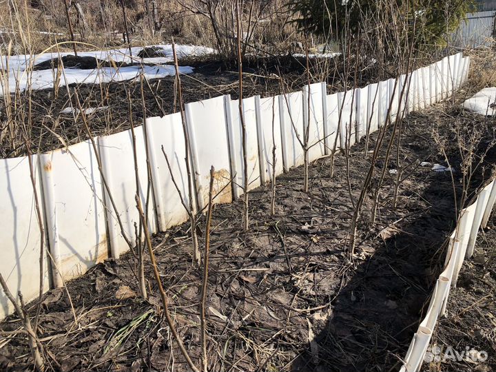 Саженцы грецкого ореха