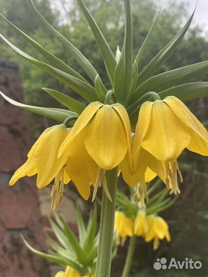 Рябчик императорский