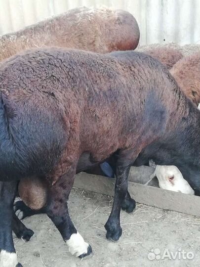 Курдючные бараны овцы