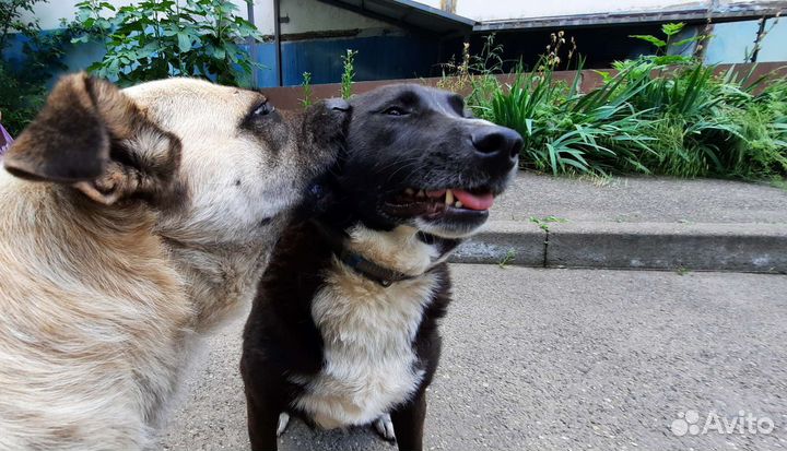 Молодая собака Дина в добрые руки