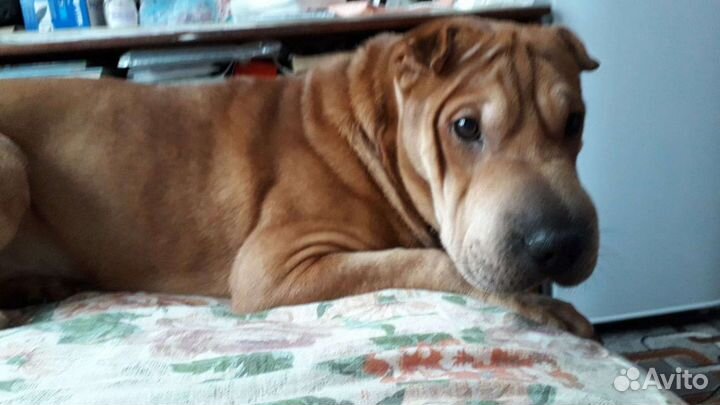 Американский Шарпей ищет девочку для Вязки