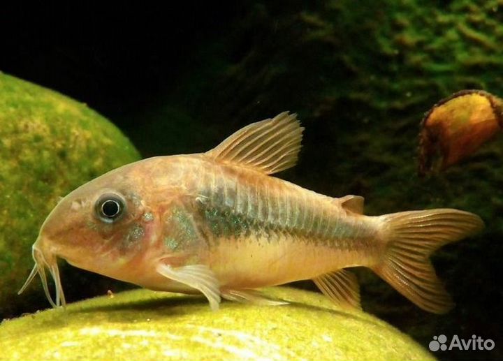 Аквариумные Рыбки