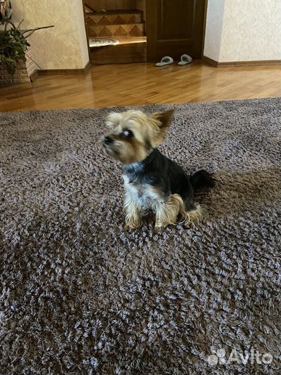 Йоркширский терьер