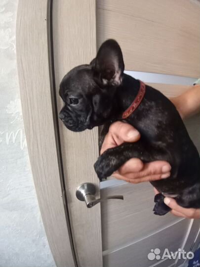 Французский бульдог щенки