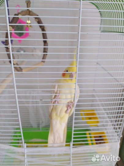 Попугай корелла мальчик