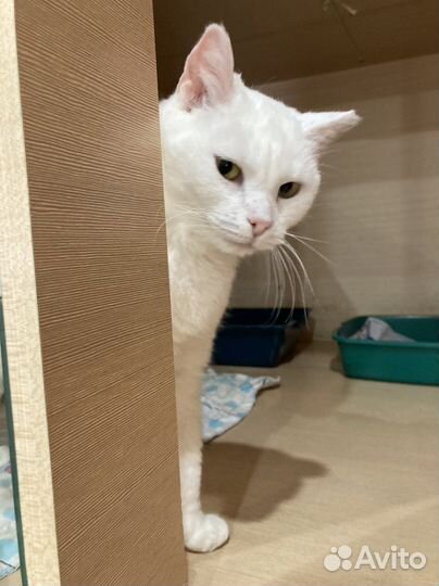 Кошка из приюта в добрые руки бесплатно