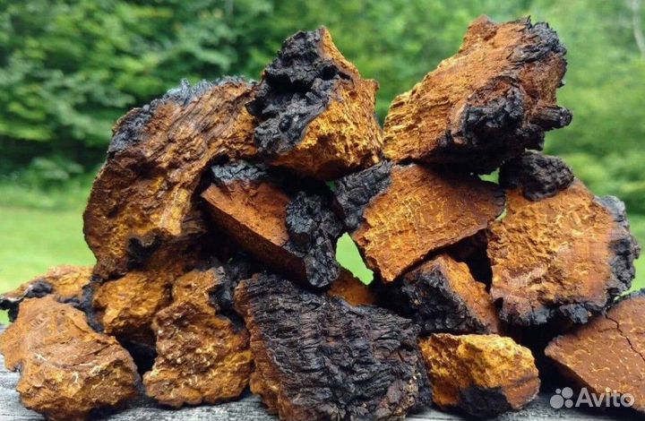 Чага Березовая