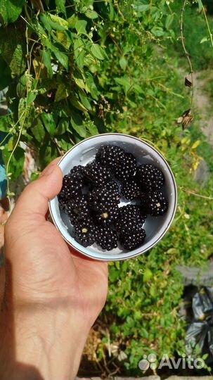 Саженцы ежевики натчез