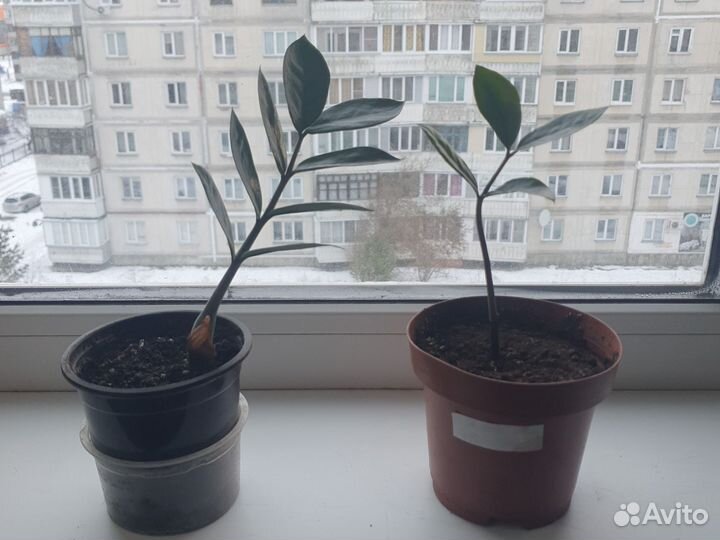 Замиокулькас