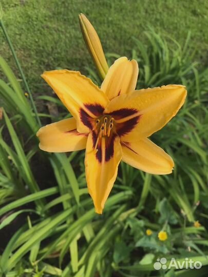 Продажа цветов