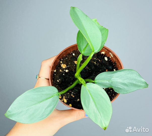 Филодендрон Хастатум Сильвер Квин Грей Даст