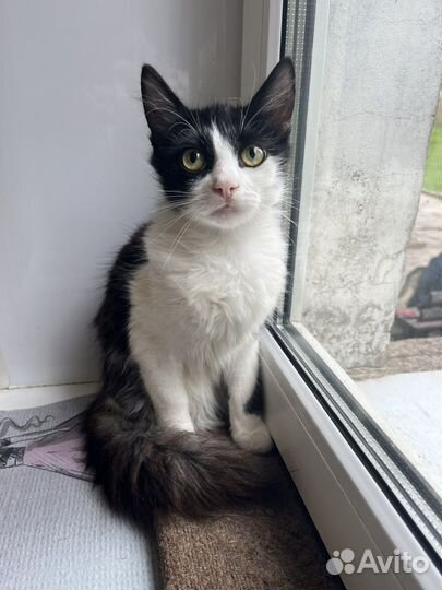 Котенок девочка в добрые руки