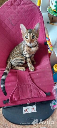 Бенгальская кошка