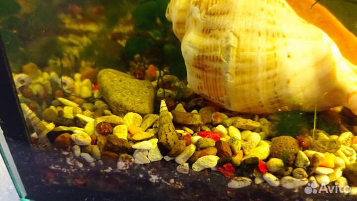 Улитки мелании