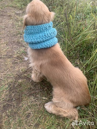 Хомут для собак