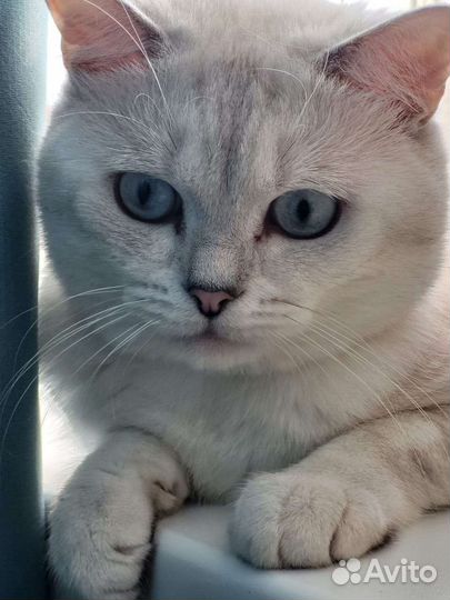 Вязка С котом