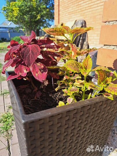 Колеусы и хосты