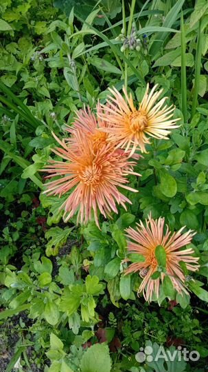 Хризантемы кустовые