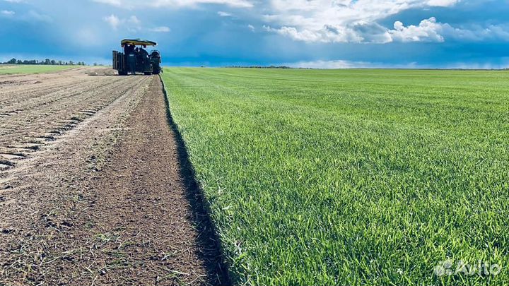 Газон рулонный