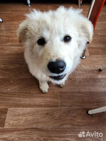 Щенок девочка 3 мес (бесплатно)