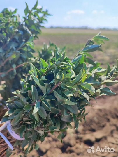 Саженцы живой изгороди Бирючина оптом