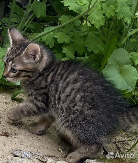 Замечательный котик в добрые руки