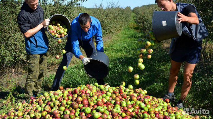 Разнорабочие на сбор яблок (вахта от 15 смен)