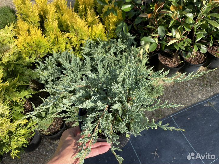 Можжевельник Блю Чип