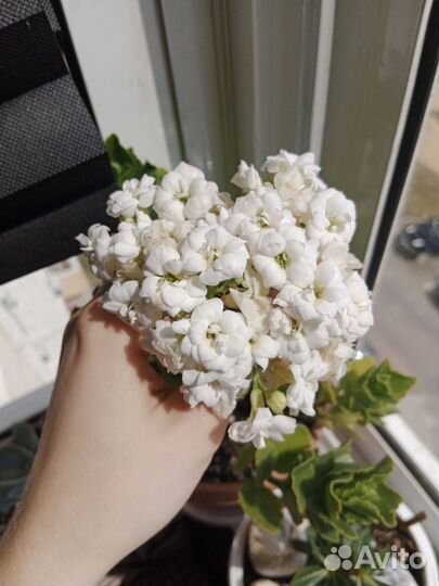 Суккуленты