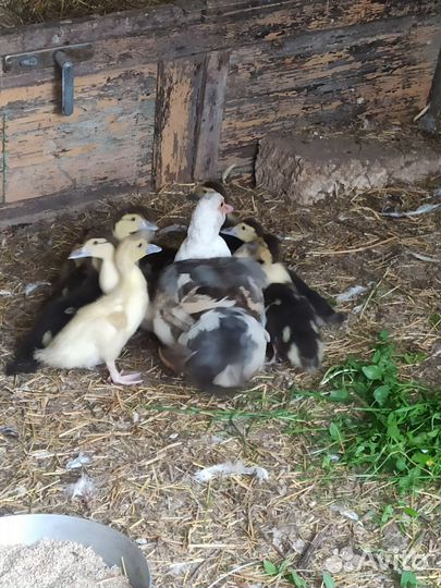 Мускусные утки