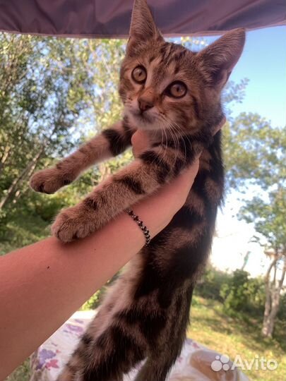 Кошка в дар бесплатно