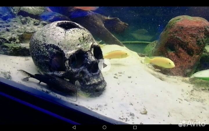 Аквариумные рыбки цихлиды