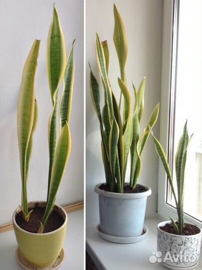 Сансевиерия трёхполосная / трифасциата Лауренти