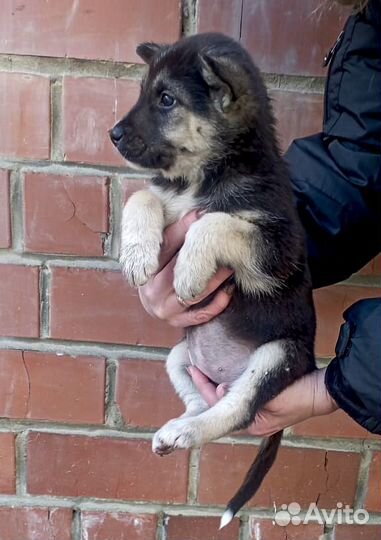 Щенок-девочка Чара в дар