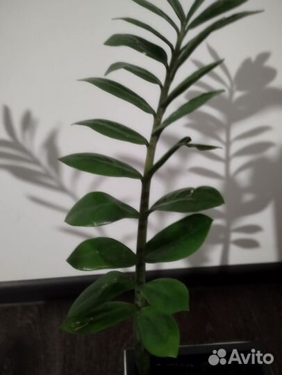 Замиокулькас