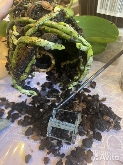 Пересадка орхидей, помощь по восстановлению