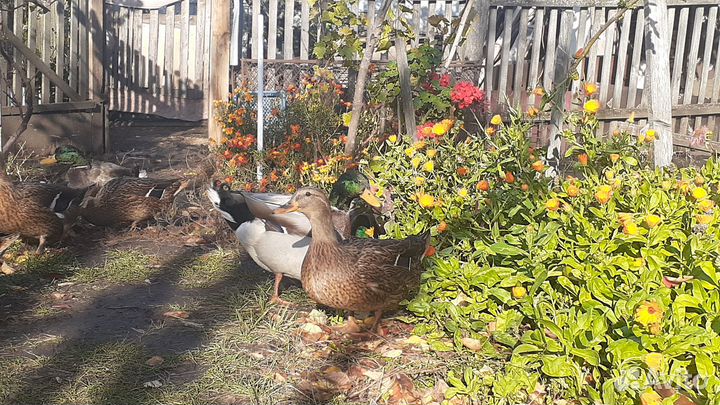 Дикие подсадные утки