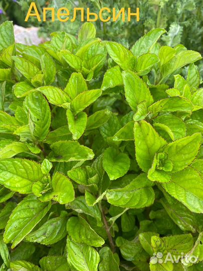 Коллекционная сортовая мята, 50 сортов