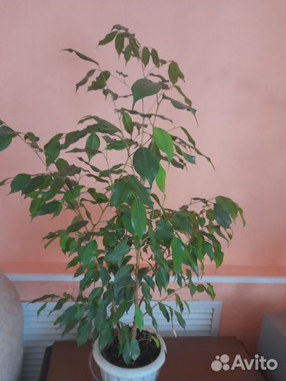 Фикус бенджамина