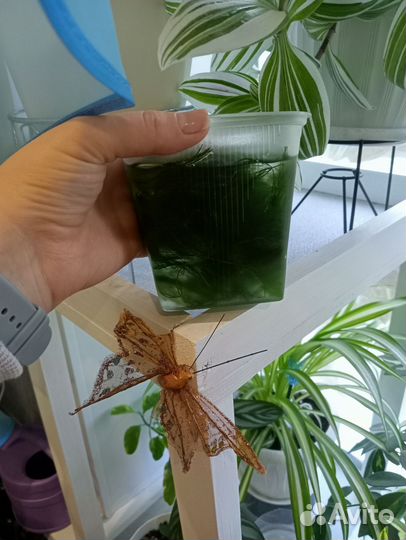Роголистник для аквариума