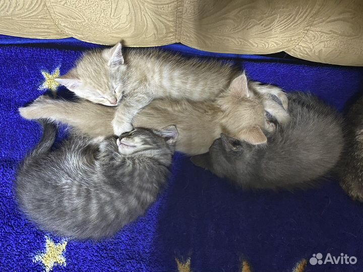 Отдам котят в добрые руки