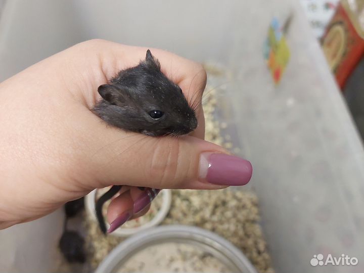 Монгольская песчанка